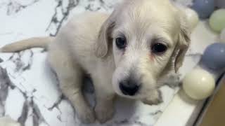 ミニチュアダックスの動画01