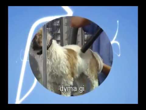 231 बच्चों के लिए स्लोवाक भाषा का डीवीडी सेट   बच्चें सीख रहे स्लोवाक  #D Lingo