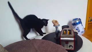 Cats vs. Toasters