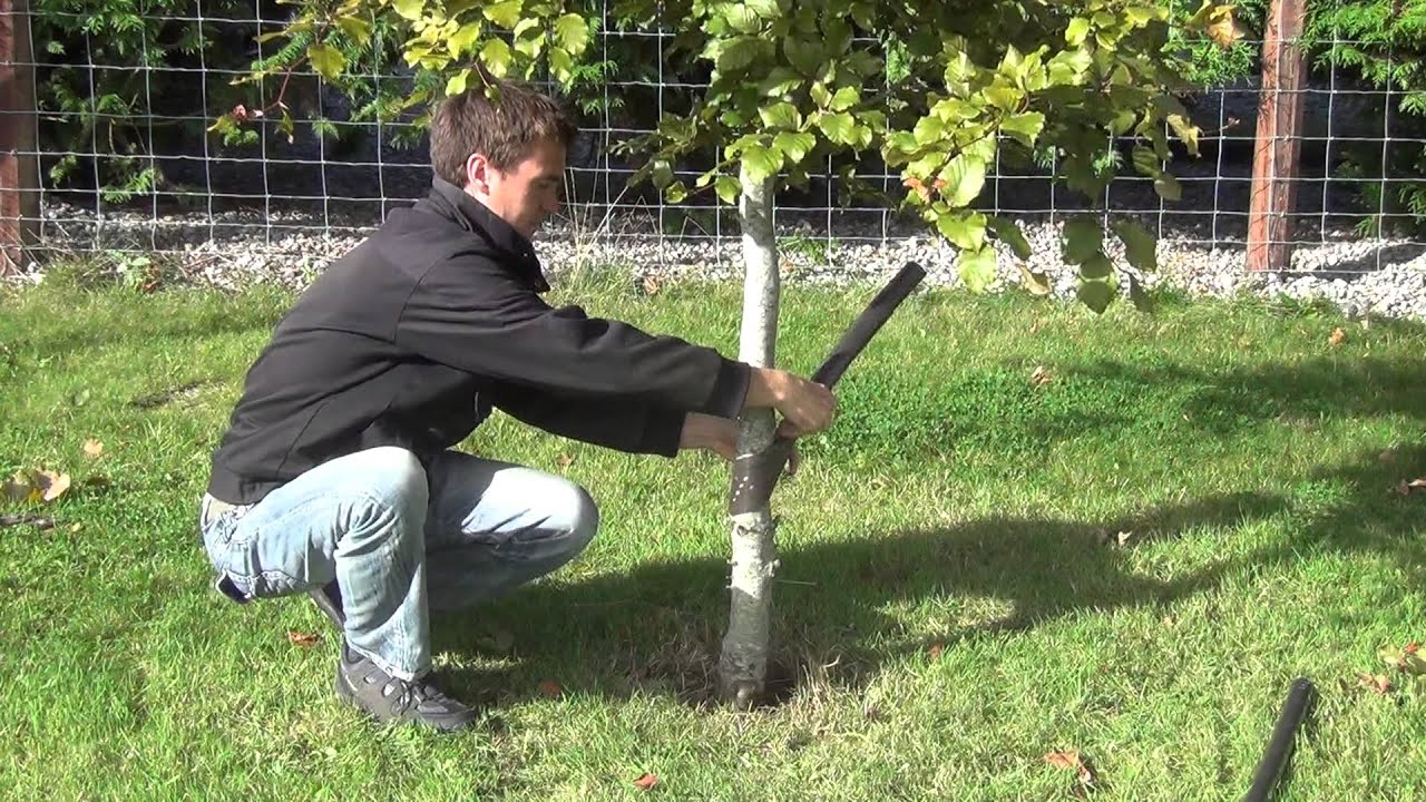 60cm Spiral Tree Guards