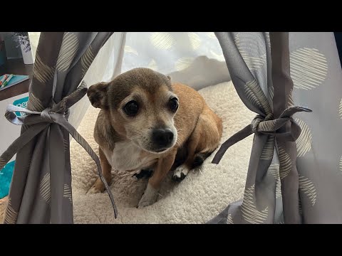 Riu, Riu, Chiu - Spanish Villancico (arr. Mark Burrows) Bass part