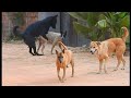 Village Dogs Breeding On Street Mating In Group Asian Dog JoyMix Tv
