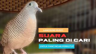 Download lagu Perkutut Lokal Gacor RAJA PIKAT Ahlinya Bikin Semua Burung Perkutut Langsung Gacor Nyaut Bunyi - L60 mp3 Download lagu Perkutut Lokal Gacor RAJA PIKAT Ahlinya Bikin Semua Burung Perkutut Langsung Gacor Nyaut Bunyi - L60 mp3