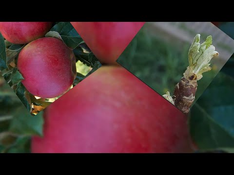 SADNJA STUBASTE JABUKE SORTE AJDARED