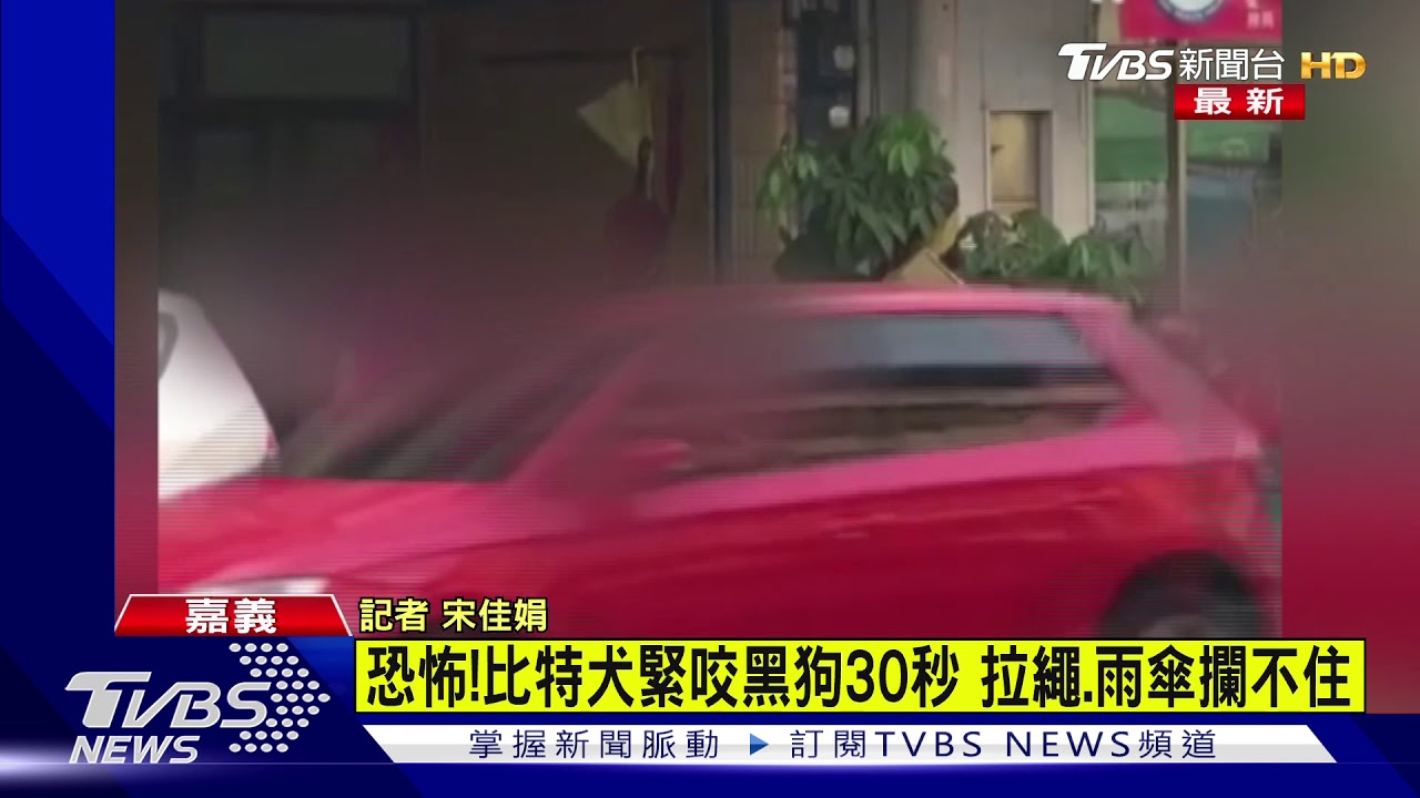 屢遭挑釁?比特犬怒爆狂咬土狗 飼主全家攔不住
