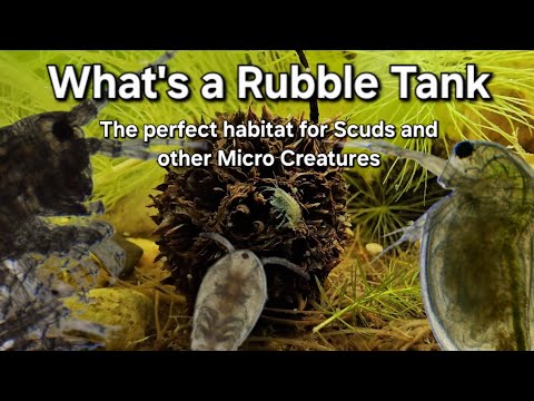 Rubble Tank - the perfect habitat for scuds and other freshwater microfauna