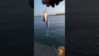 ルアー釣り10 #fishing