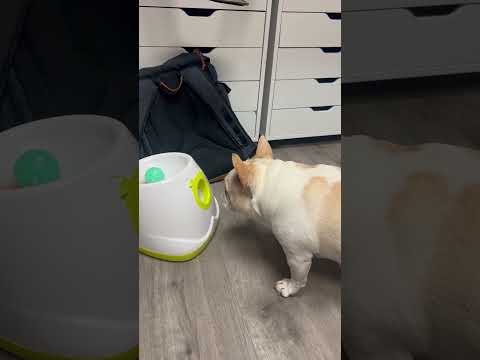 Chien devant une machine à lancer des balles
