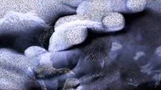 LOS TUCANES DE TIJUANA - AMOR PLATONICO