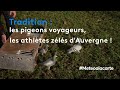 Tradition : les pigeons voyageurs, les athlètes zélés d'Auvergne ! - Mét...
