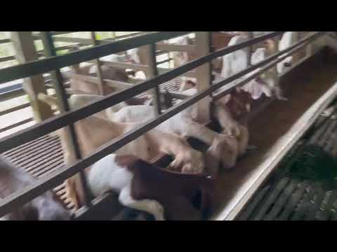 Trại Dê- Cung câp dê thịt, dê giống