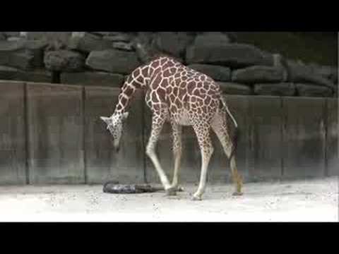 A New Giraffe - Wonderful Nature Video!