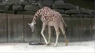 Giraffe Birth at the Memphis Zoo