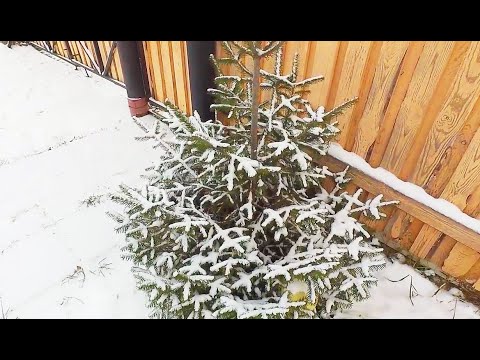 Хаски Хати кушает / Husky Hati eats