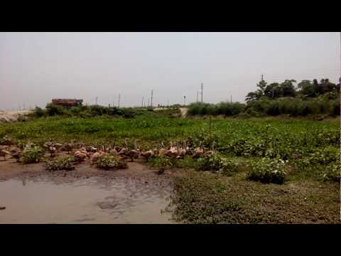 Army Of Goose Chasing A Monitor Lizard.