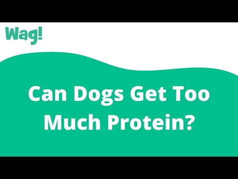 Can Dogs Get Too Much Protein? | Wag!