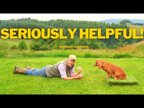 Introduction To PLACE BOARDS  For Pet & Gundog Training