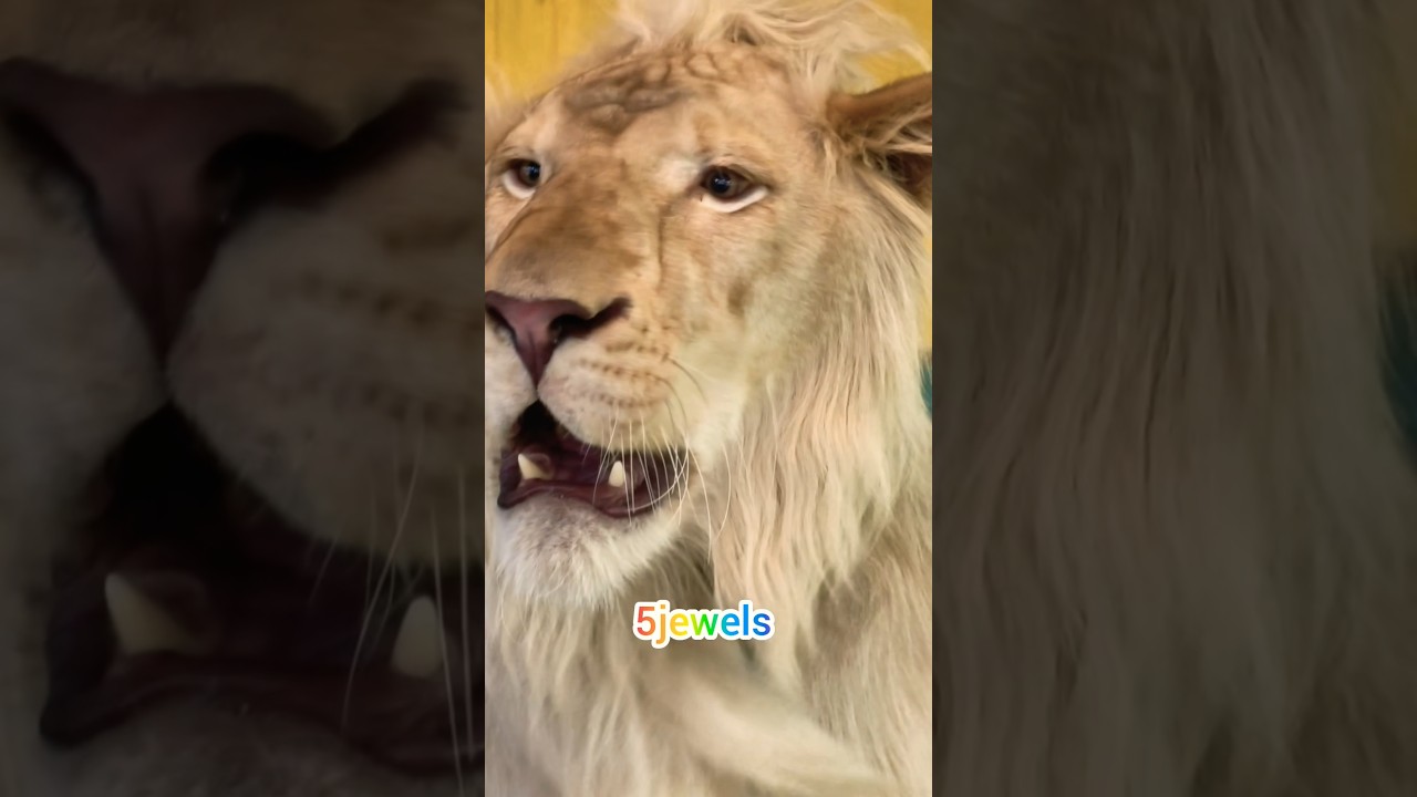 💙 Thailand Trip 🇹🇭 My Family April 2026💙#part9 #thailad #whitelion #youtubeshorts