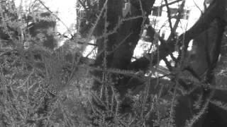 Marissa Nadler- My Drug Buddy (The Lemonheads)