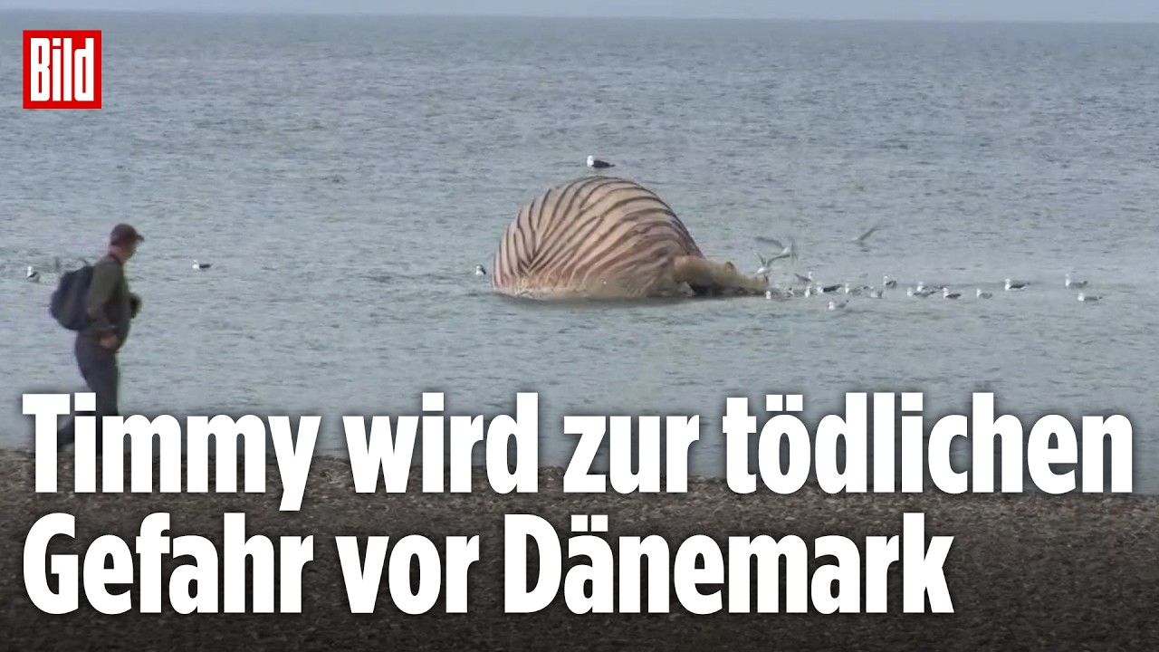 Das ist der Plan der Dänen für den toten Buckelwal Timmy