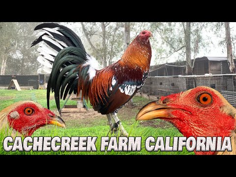 Beautiful Birds David CacheCreek Diaz Farm Califronia Farm Visit