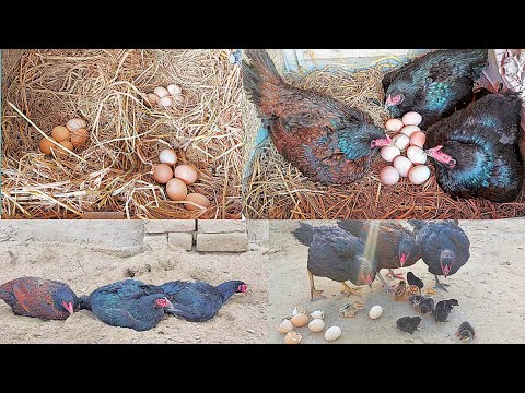 10 chicks 3 mother hens || Three chickens sat on eggs together