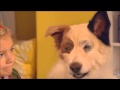 Dog With A Blog Promo Fast The Furriest