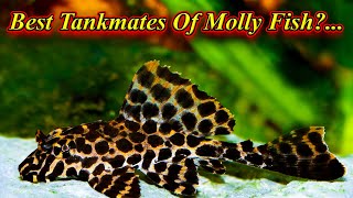 Best Tankmates Of Molly Fish!.. Fishes To Add With Molly Without Problems. / Fish Aquarium Tamil