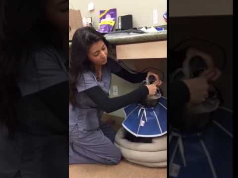 Skill #13: Canine Pilling