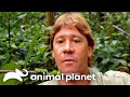 Steve Irwin S Wildest Snake Encounters Crocodile Hunter Animal Planet