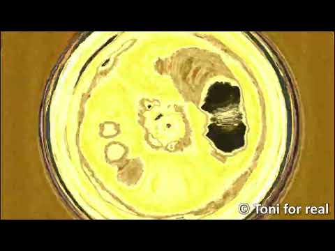 toni for real aus der asche