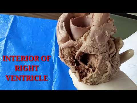 HEART PART-2 INTERNAL FEATURES BY DR MITESH DAVE