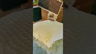 Experiencing the joys of working with honey bees for the first time!