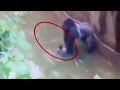 Endangered Gorilla Shot Dead At Cincinnati Zoo