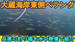 明石の釣り動画　大蔵海岸