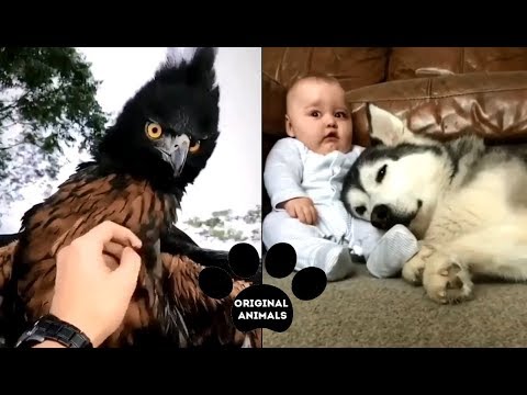 Original Animals #6. CUTE AND FUNNY ANIMALS VIDEO/ МИЛЫЕ И СМЕШНЫЕ ЖИВОТНЫЕ.