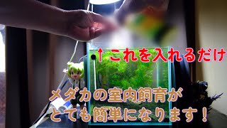 メダカの室内飼育に再挑戦（これで成功するかも？）