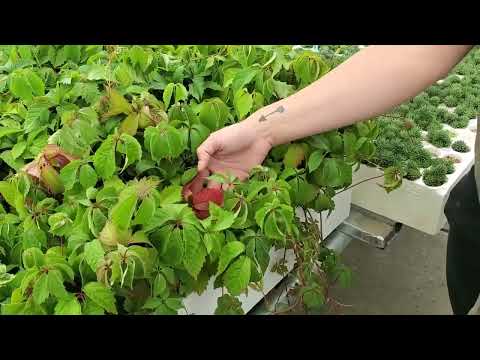 Virginia Creeper (Parthenocissus quinquefolia) growing as peat plug seedlings at Tree Time July 7