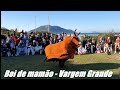 Boi de mamão da Vargem Grande - Praia do Santinho - Florianópolis
