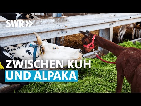 Buntes Tierleben in der Ortenau | Lecker aufs Land