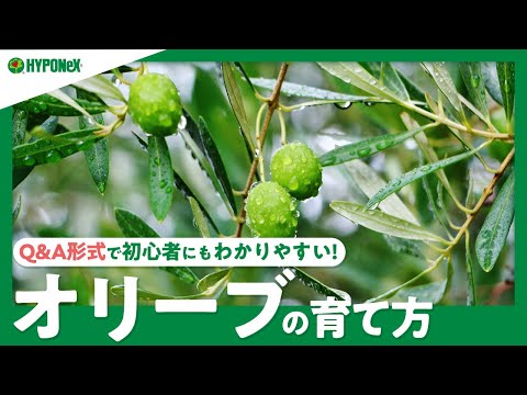 冬のオリーブの木に最適なマルチは何ですか?庭師のためのヒントとコツ  庭園