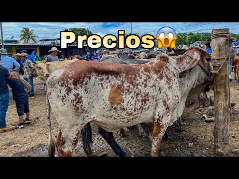 😱🐄Check out the Tianguis prices!! For (HEIFERS, BULLS, and FRESH COWS)😍🐄