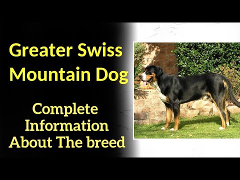 , title : 'Greater Swiss Mountain Dog. Pros and Cons, Price, How to choose, Facts, Care, History'