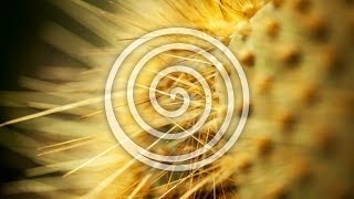 Nature Videos - Yoga, Pilates, Wellness & Spa Music