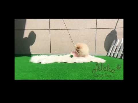 Ella - Teacup Pomeranian