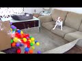 Dueño sorprende a su perro con una piscina de bolas
