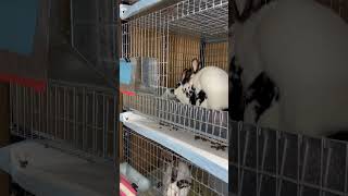 Download lagu Breeding Meat Rabbits #meatrabbits mp3