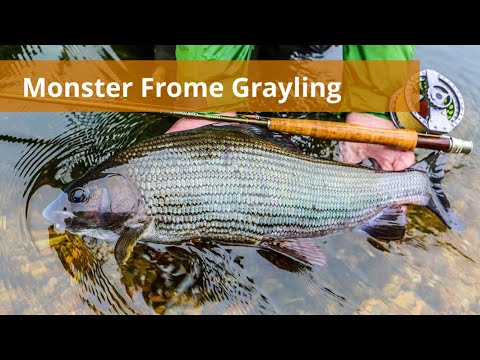 Stalling på flue i England