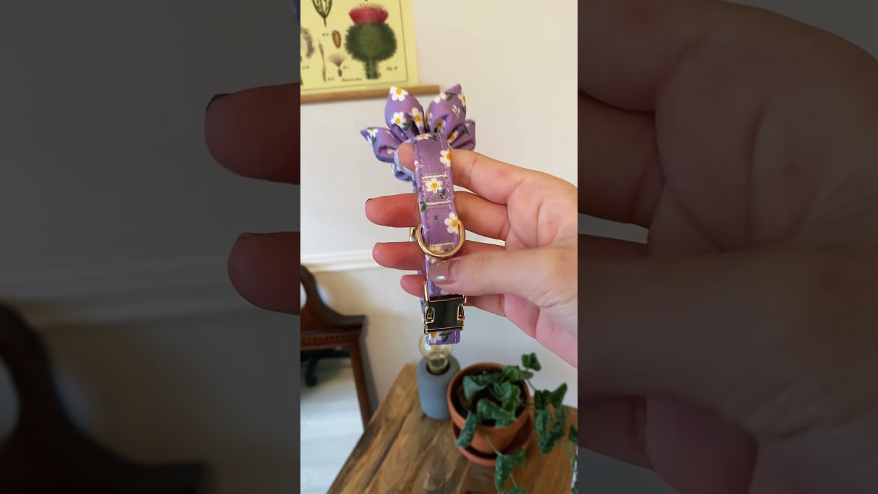 Purple Daisy Signature Band™ + Slide-On Bloomtie™ #dogaccessories #dogmom #doggear #puppy #doglife