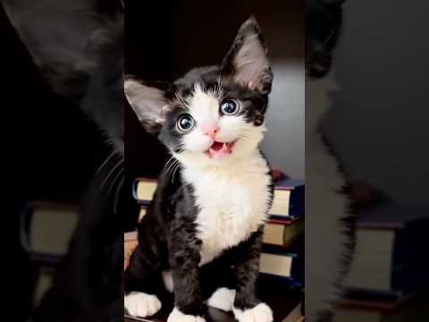 Всем надо работать 😍🐈‍⬛ #позитив #веселыекоты #безкотаижизньнета #cat #прикольныекоты #видосы